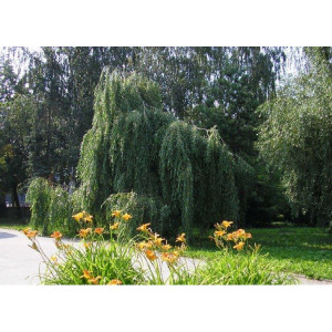 Ива плакучая (зеленая)