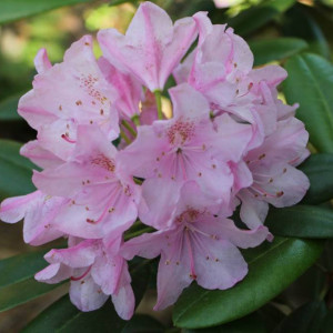 Саженцы Рододендрон Хельсинки Юниверсити (розовый)